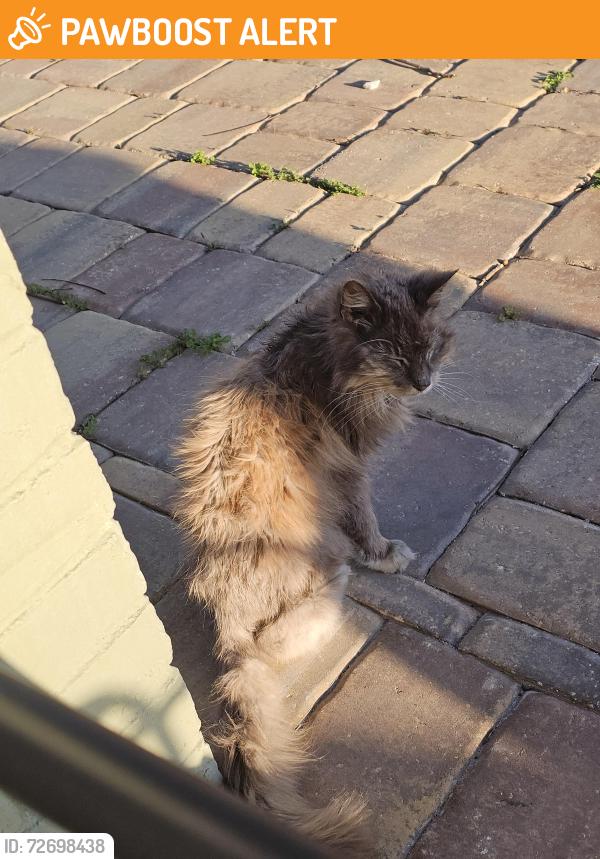 Found/Stray Unknown Cat last seen Patricia lane and 7th street, Jacksonville Beach, FL 32250