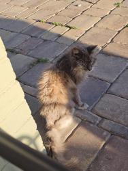 Found/Stray Unknown Cat last seen Patricia lane and 7th street, Jacksonville Beach, FL 32250