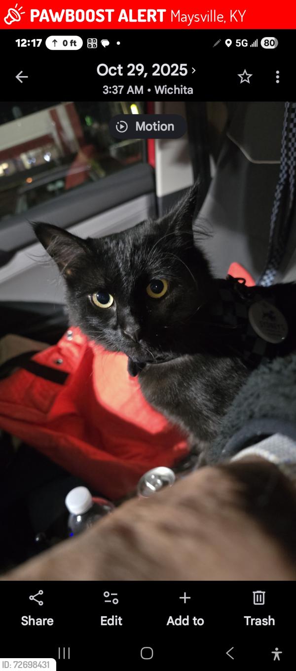 Lost Female Cat last seen Market and Lexington Pike, Maysville, KY 41056
