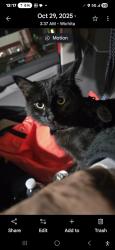 Lost Female Cat last seen Market and Lexington Pike, Maysville, KY 41056