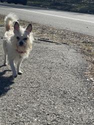 Found/Stray Male Dog last seen Mt pleasant drive & reservoir drive, Philadelphia, PA 19121