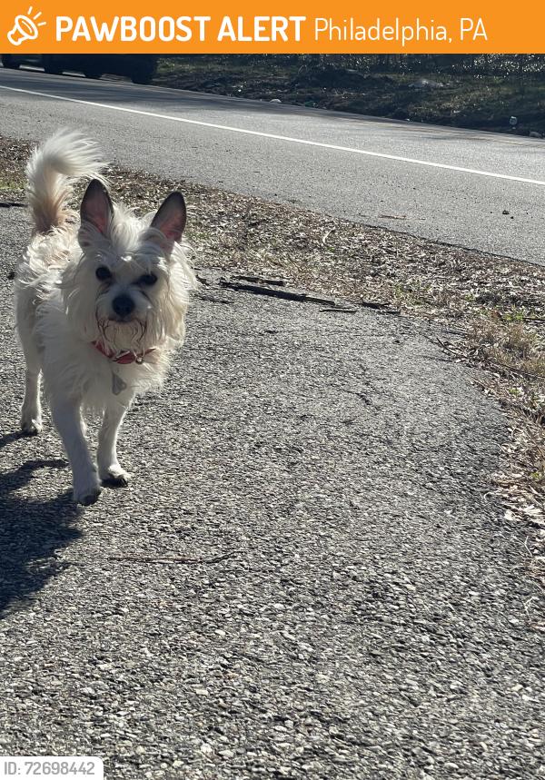 Found/Stray Male Dog last seen Mt pleasant drive & reservoir drive, Philadelphia, PA 19121