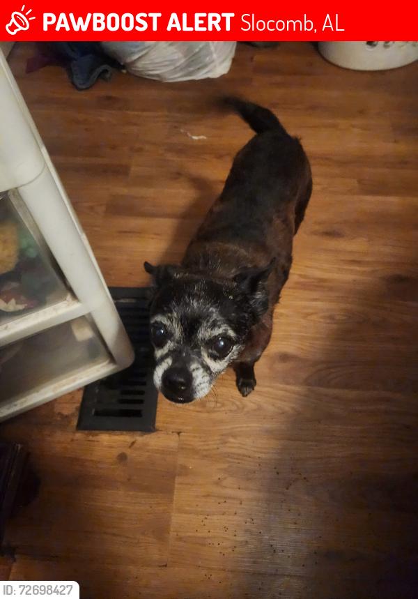 Lost Male Dog last seen Eubanks st. / Airport road , Slocomb, AL 36375