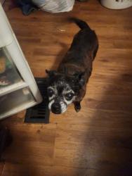 Lost Male Dog last seen Eubanks st. / Airport road , Slocomb, AL 36375