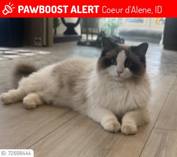 Lost Female Cat last seen Captain John Mullan and Wagon wheel rd , Coeur d'Alene, ID 83814