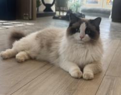 Lost Female Cat last seen Captain John Mullan and Wagon wheel rd , Coeur d'Alene, ID 83814