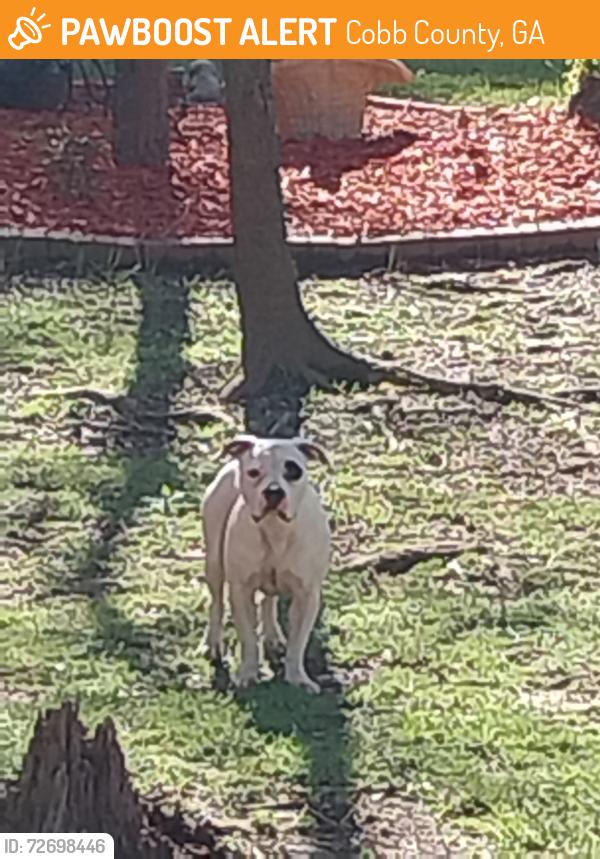 Found/Stray Female Dog last seen Windy hill road, Cobb County, GA 30060
