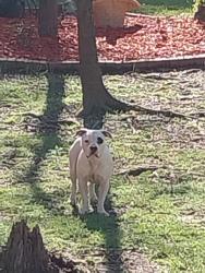 Found/Stray Female Dog last seen Windy hill road, Cobb County, GA 30060