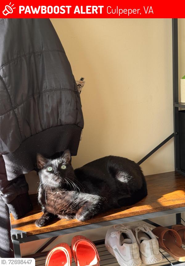 Lost Male Cat last seen UVA hosp Culpeper Va, Culpeper, VA 22701