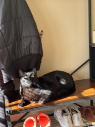 Lost Male Cat last seen UVA hosp Culpeper Va, Culpeper, VA 22701