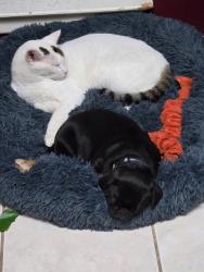 Lost Male Cat last seen Intersection of Chelmsford and Bayport, San Antonio, TX 78239