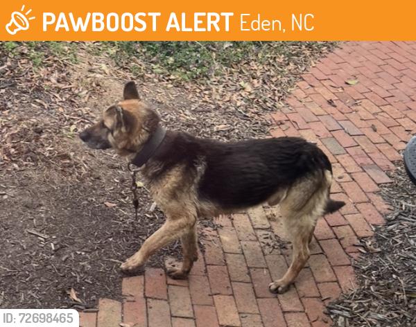 Found/Stray Male Dog last seen Near Eden Mall, Eden, NC 27288