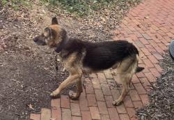Found/Stray Male Dog last seen Near Eden Mall, Eden, NC 27288