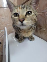 Lost Female Cat last seen Utah lake, in the genola neighborhood, Santaquin, UT 84655