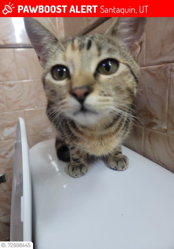 Lost Female Cat last seen Utah lake, in the genola neighborhood, Santaquin, UT 84655