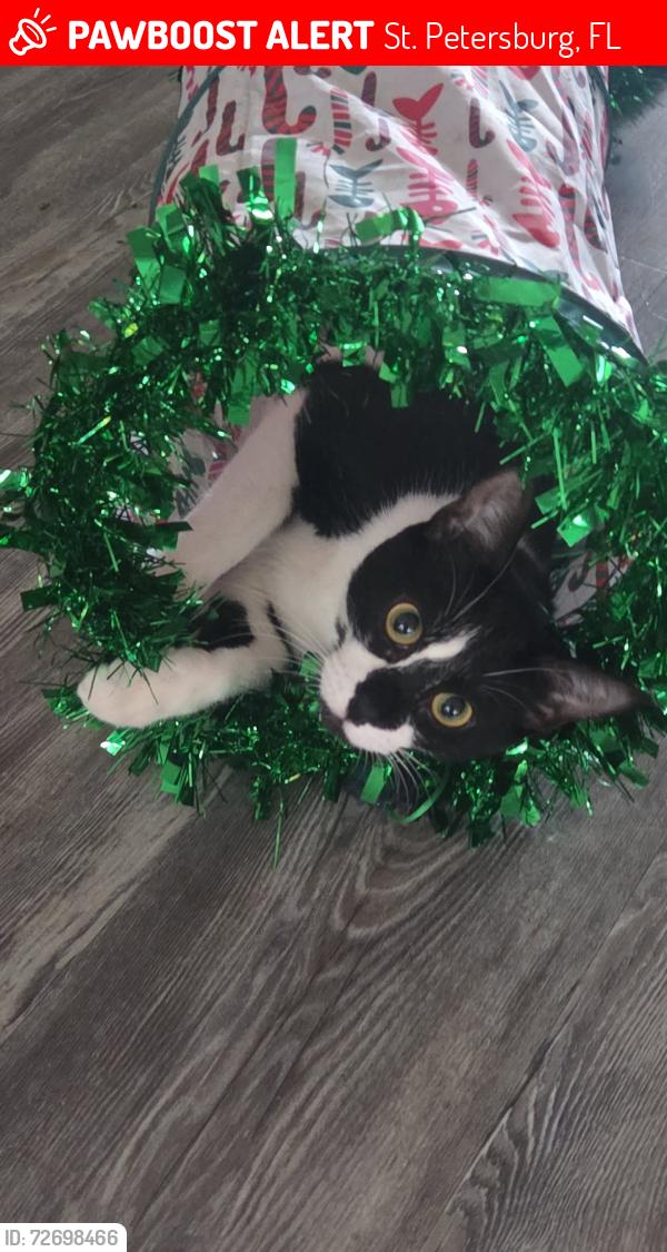 Found/Stray Male Cat last seen Rio vista apts 4th st north & 78th Ave north, St. Petersburg, FL 33702