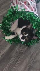 Found/Stray Male Cat last seen Rio vista apts 4th st north & 78th Ave north, St. Petersburg, FL 33702