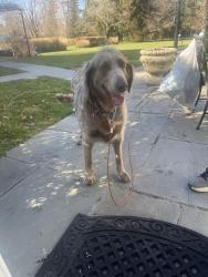 Lost Unknown Dog last seen Skunks Misery Rd, Locust Valley, NY 11560