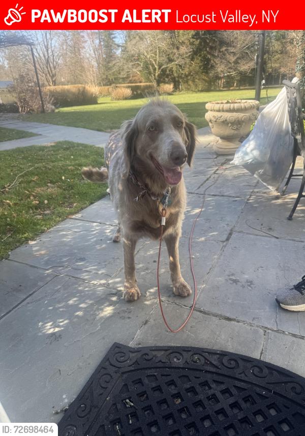 Lost Unknown Dog last seen Skunks Misery Rd, Locust Valley, NY 11560
