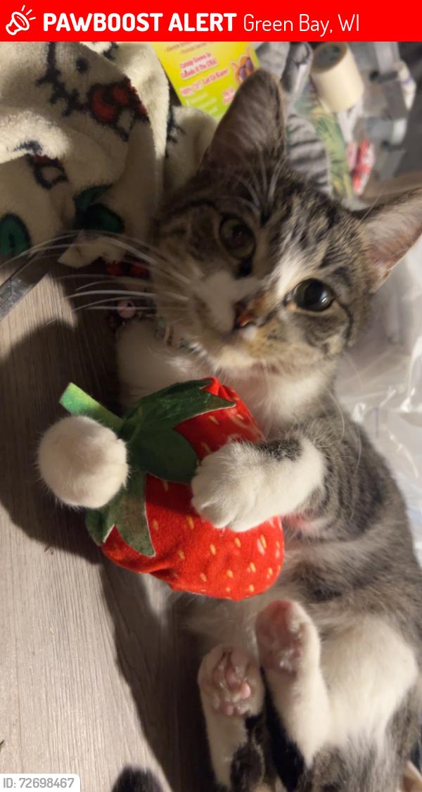 Lost Female Cat last seen Harvey st/ St. George st , Green Bay, WI 54302