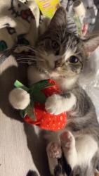 Lost Female Cat last seen Harvey st/ St. George st , Green Bay, WI 54302