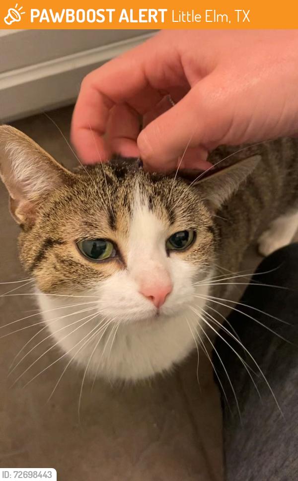 Found/Stray Female Cat last seen Woodlake Parkway, Little Elm, TX 75068