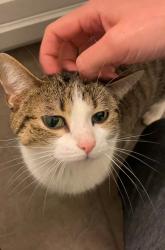 Found/Stray Female Cat last seen Woodlake Parkway, Little Elm, TX 75068