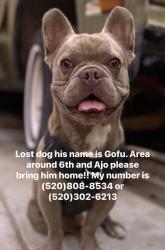 Lost Male Dog last seen 6th and Ajo, Tucson, AZ 85713