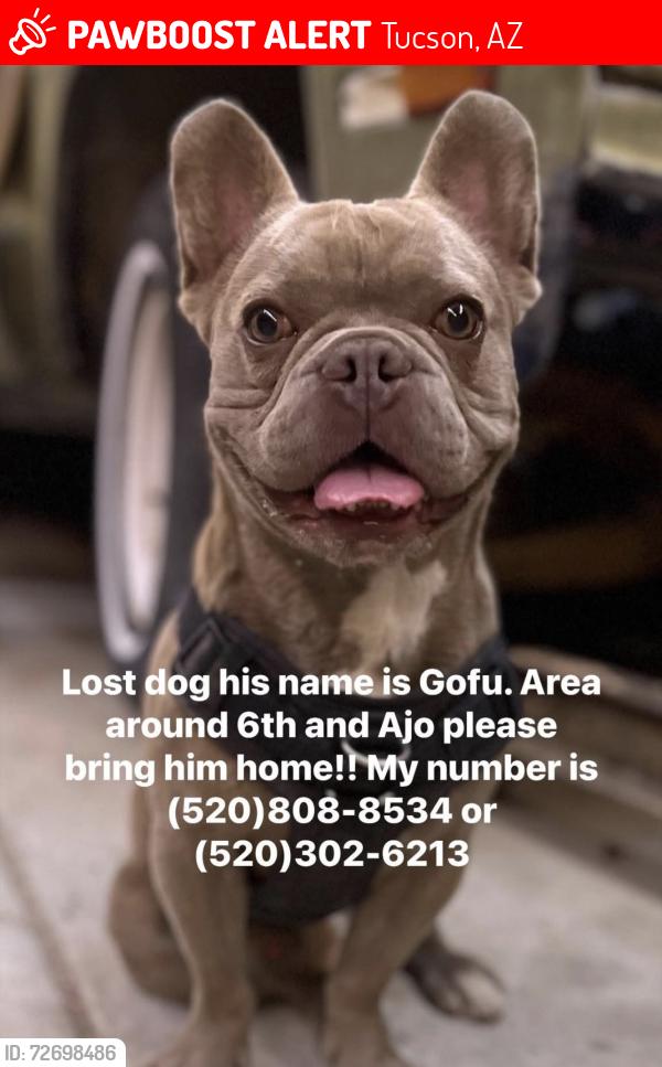 Lost Male Dog last seen 6th and Ajo, Tucson, AZ 85713