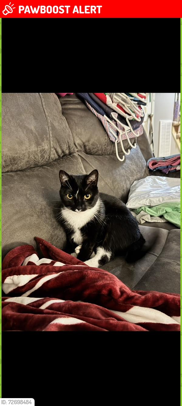 Lost Male Cat last seen Landing ct and boones trail rd, Chesterfield County, VA 23236