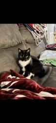 Lost Male Cat last seen Landing ct and boones trail rd, Chesterfield County, VA 23236