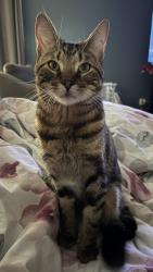 Lost Male Cat last seen Pioneer and corn Valley Neighbourhood behind Kroger, Grand Prairie, TX 75052