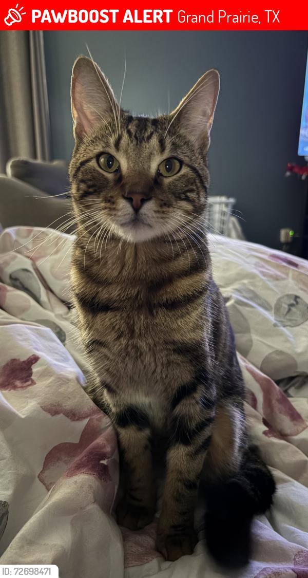 Lost Male Cat last seen Pioneer and corn Valley Neighbourhood behind Kroger, Grand Prairie, TX 75052