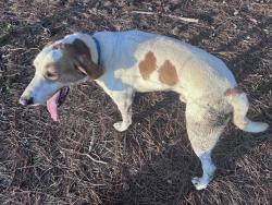 Found/Stray Male Dog last seen Hundley Branch Rd, Scottsville, VA 24590