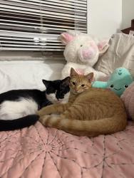 Lost Male Cat last seen Near ne 22 Terr lighthouse point , Lighthouse Point, FL 33064