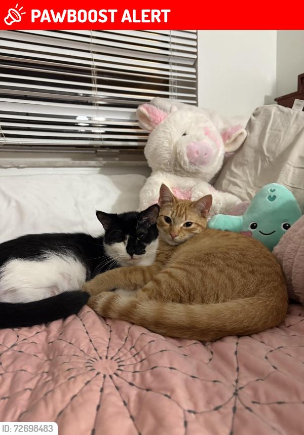 Lost Male Cat last seen Near ne 22 Terr lighthouse point , Lighthouse Point, FL 33064