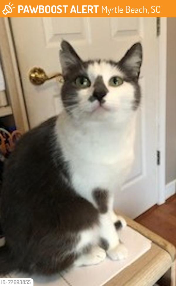 Found/Stray Female Cat last seen Socastee Blvd, Myrtle Beach, SC 29588