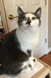 Found/Stray Female Cat last seen Socastee Blvd, Myrtle Beach, SC 29588