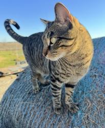 Lost Male Cat last seen Georgia Ln and S Kaufman St, Seagoville, TX 75159