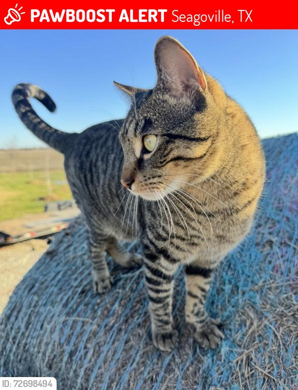 Lost Male Cat last seen Georgia Ln and S Kaufman St, Seagoville, TX 75159
