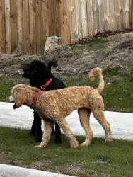 Found/Stray Unknown Dog last seen On Whitman between Rockton and Winnebago, Rockford, IL 61103