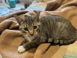 Found/Stray Unknown Cat last seen  Dix and Outer Drive, Lincoln Park, MI 48146