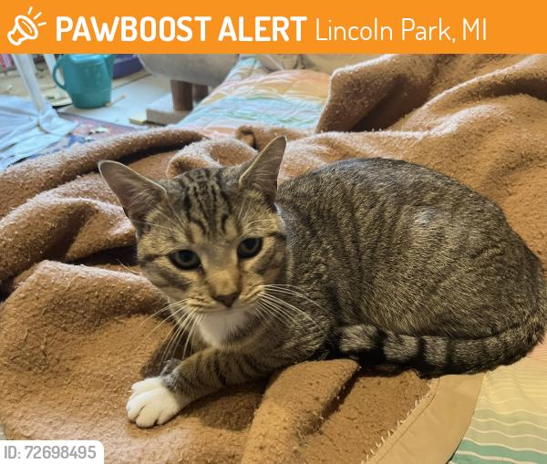 Found/Stray Unknown Cat last seen  Dix and Outer Drive, Lincoln Park, MI 48146
