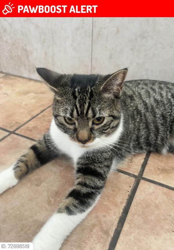 Lost Female Cat last seen Walnut street, Garrett road, Upper Darby Township, PA 19082