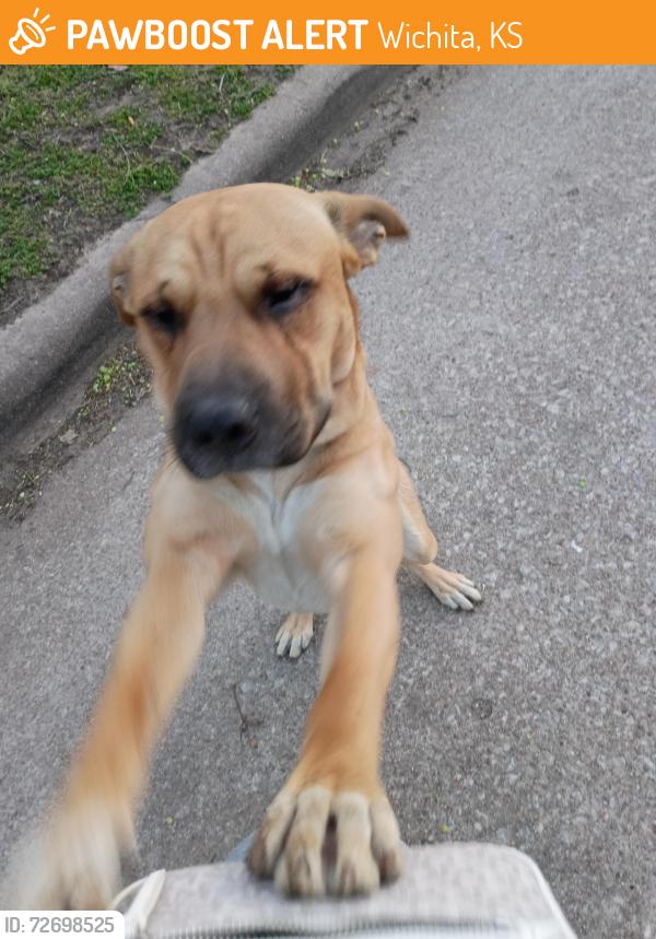 Found/Stray Male Dog last seen Lincoln and Grove , Wichita, KS 67211
