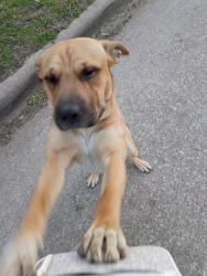 Found/Stray Male Dog last seen Lincoln and Grove , Wichita, KS 67211