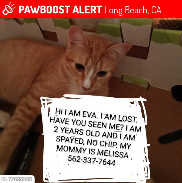 Lost Female Cat last seen Salmon  Ave and 221st, Long Beach, CA 90810