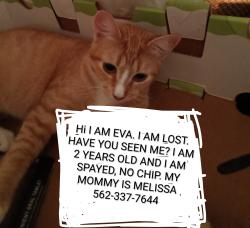 Lost Female Cat last seen Salmon  Ave and 221st, Long Beach, CA 90810