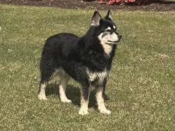 Found/Stray Unknown Dog last seen Barksdale Deerapring lane area, Wilmington, NC 28409