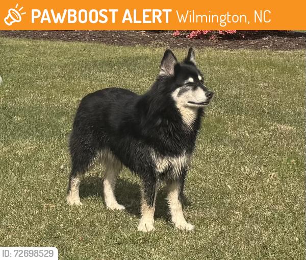 Found/Stray Unknown Dog last seen Barksdale Deerapring lane area, Wilmington, NC 28409